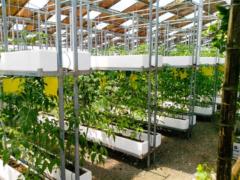 光伏溫室大棚有哪些優(yōu)勢(shì)