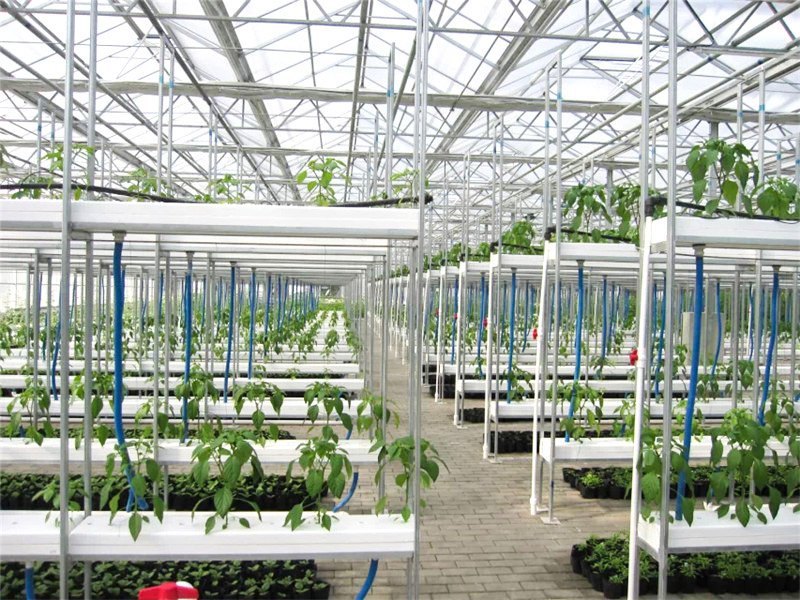 無(wú)土栽培育苗苗床溫室自動(dòng)化