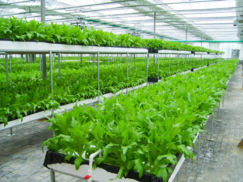 無(wú)土栽培育苗苗床溫室自動(dòng)化