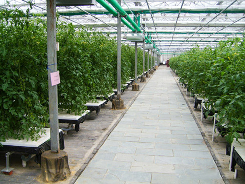 無(wú)土栽培育苗苗床溫室自動(dòng)化