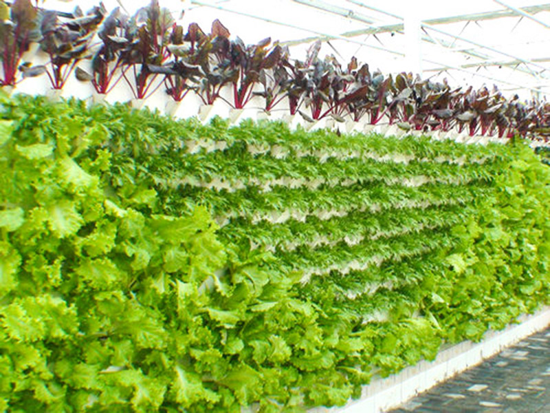 無(wú)土栽培育苗苗床溫室自動(dòng)化