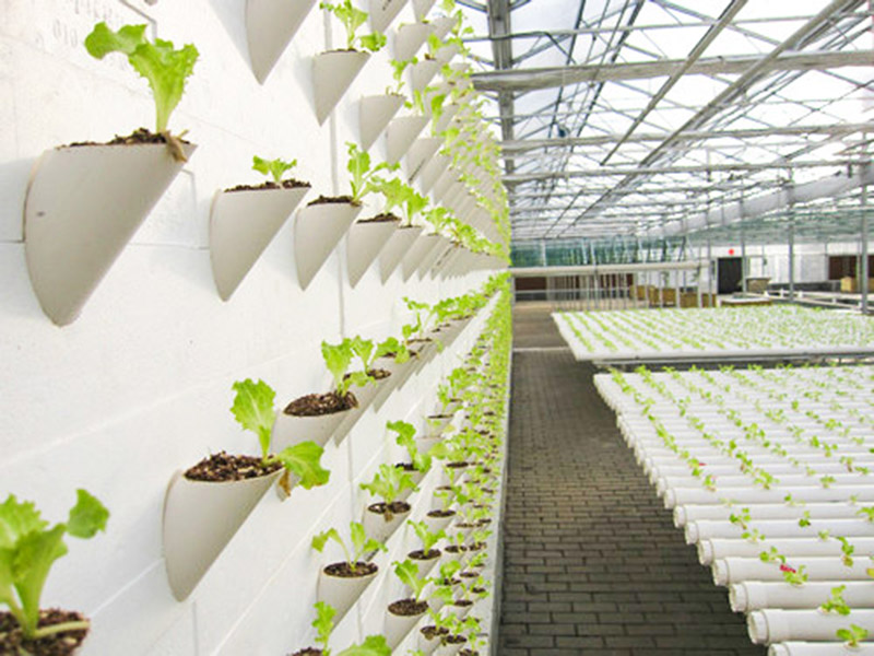 無(wú)土栽培育苗苗床溫室自動(dòng)化