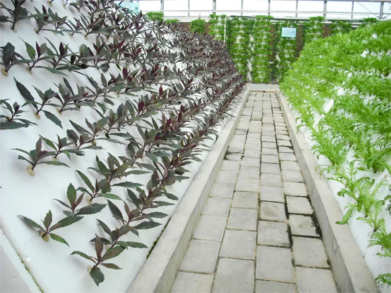 無(wú)土栽培育苗苗床溫室自動(dòng)化