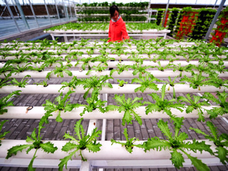 無(wú)土栽培育苗苗床溫室自動(dòng)化