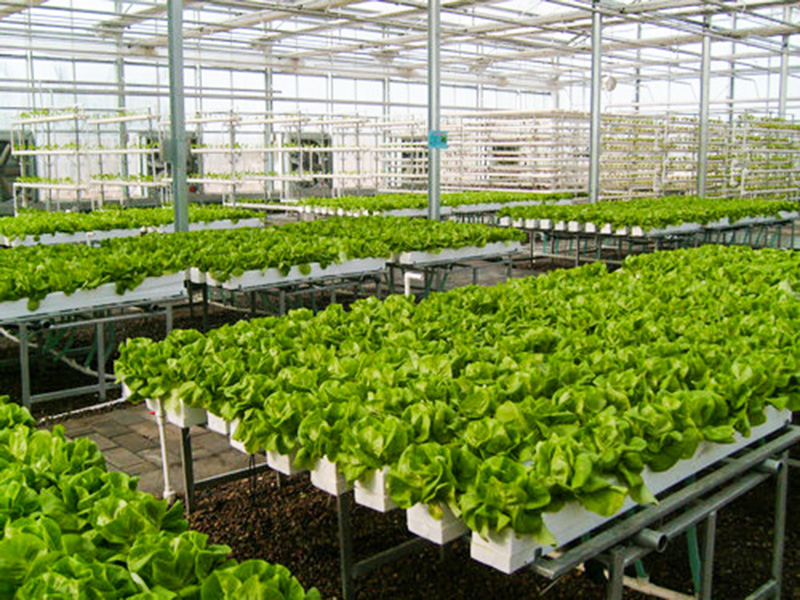 無(wú)土栽培育苗苗床溫室自動(dòng)化